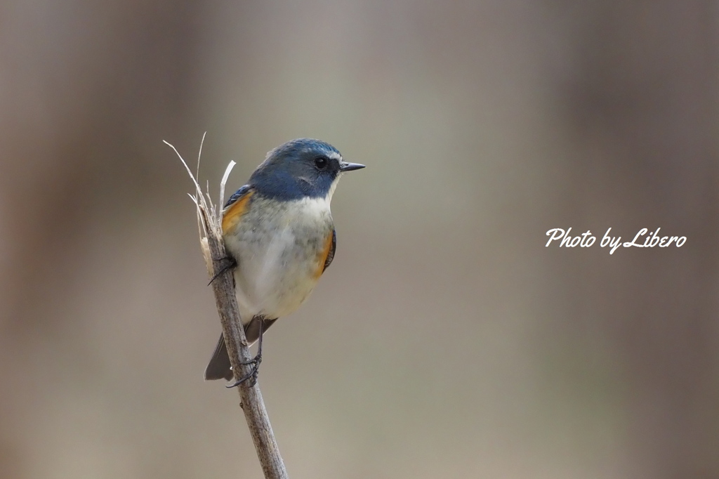 野鳥_Apr2024