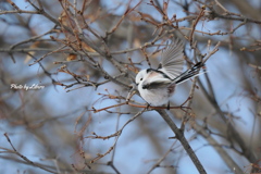 野鳥_Dec2024