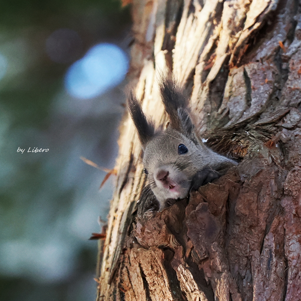 野生動物_Jan.2026