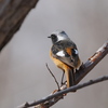 野鳥_Apr2025
