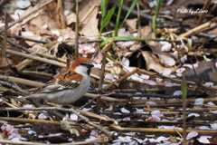 野鳥_May8,21'