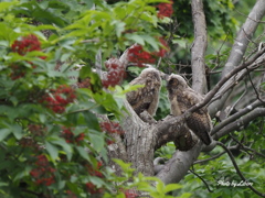 野鳥_Jul2024