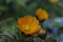 花_Feb2025