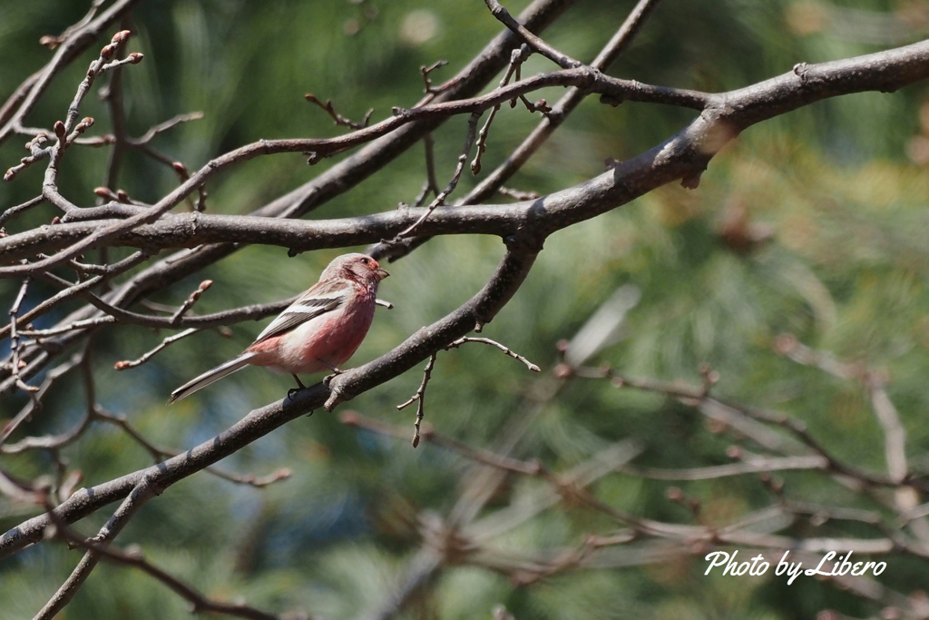 野鳥_Apr2024