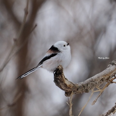 野鳥_Feb2025