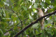 野鳥_Jul2024