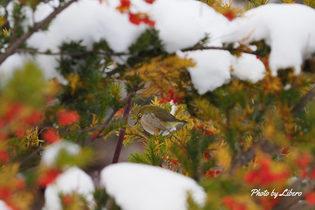 野鳥_Nov26,23'