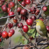 野鳥_Nov2024