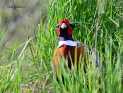 野鳥_May15,16’