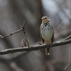 野鳥_May2024