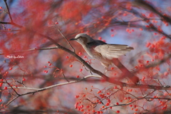 野鳥_Dec2024
