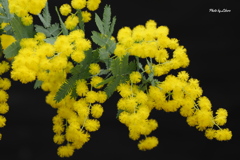 花_Feb2025