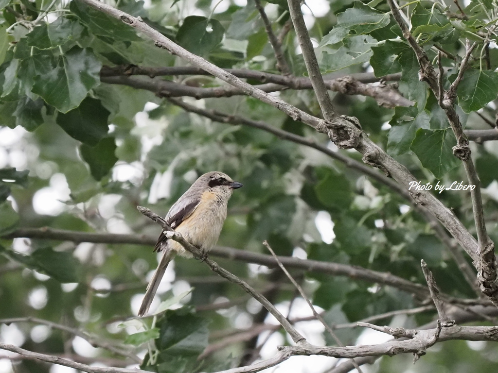 野鳥_Jul2024