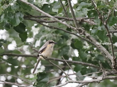野鳥_Jul2024
