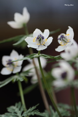 花_Feb2025