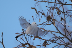 野鳥_Dec2024