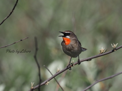 野鳥_Jun27,23'