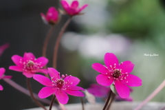 花_Feb2025