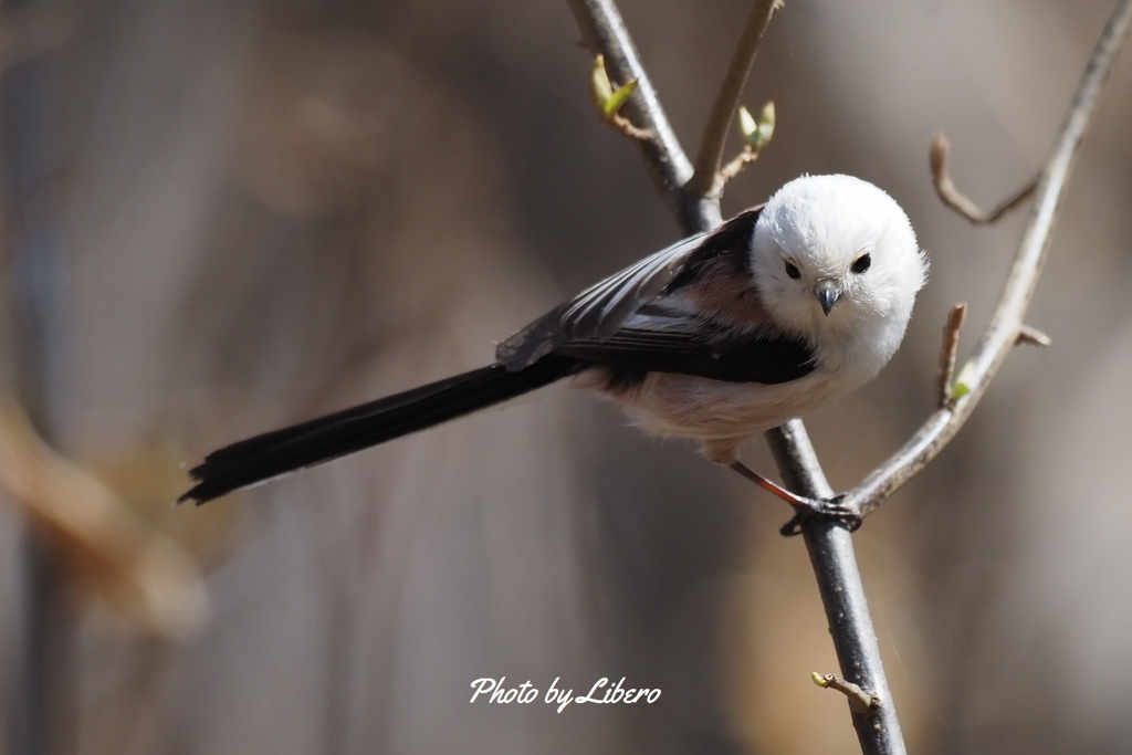 野鳥_Apr2024