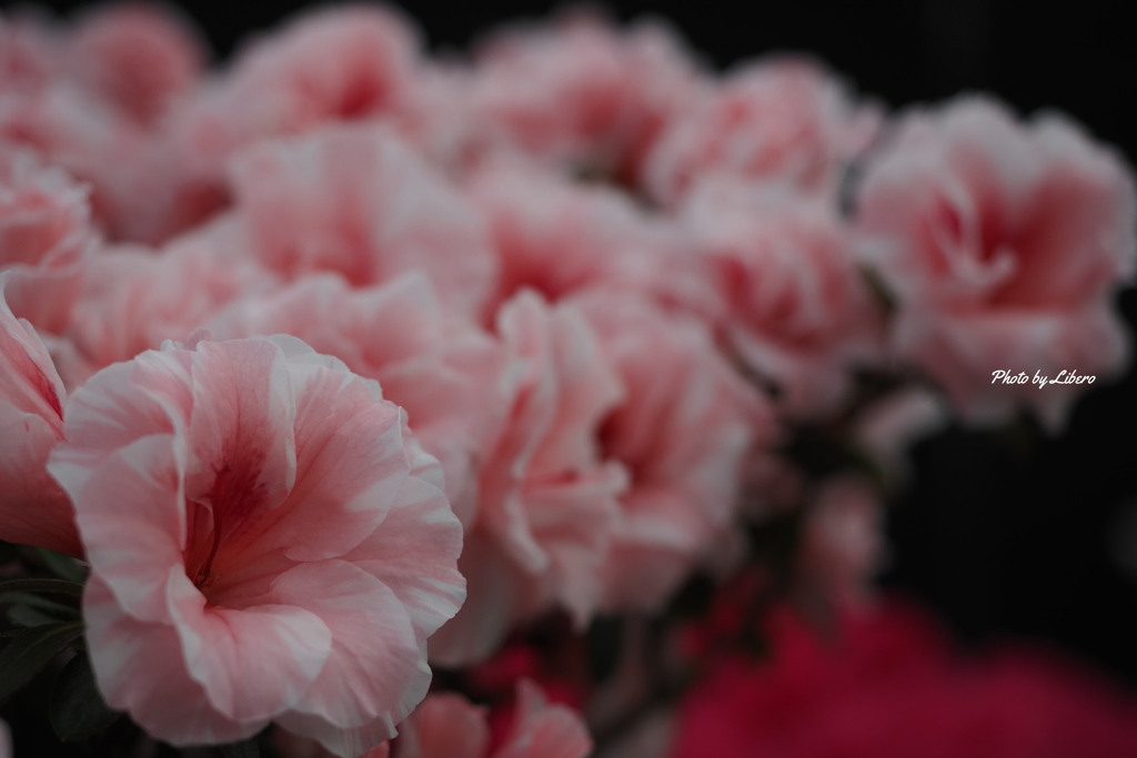 花_Feb2025