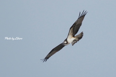 野鳥_Sep2024