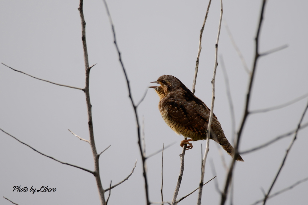 野鳥_Sep12,15’