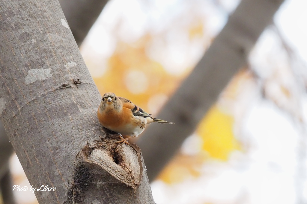 野鳥_Nov2,23'