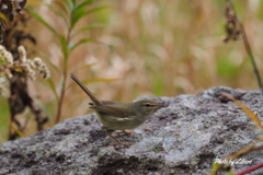 野鳥_Oct29,23'