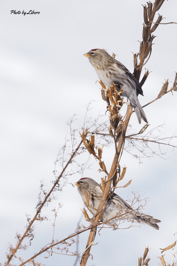 野鳥_Dec13,23'