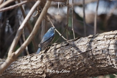 野鳥_Apr2024