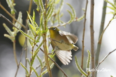 野鳥_Apr2024