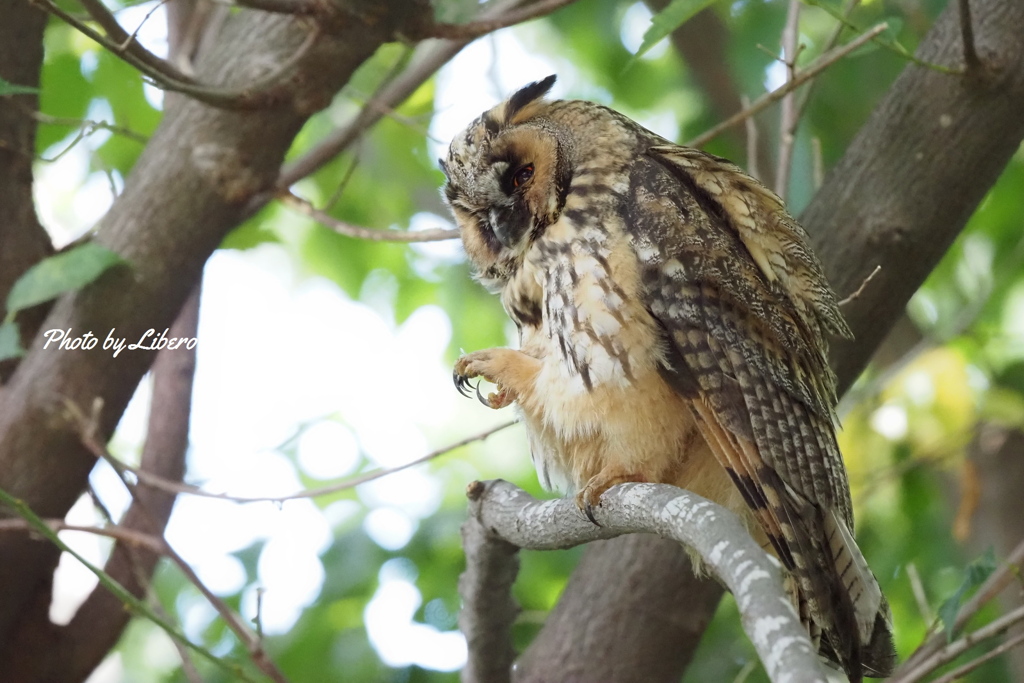 野鳥_Jul2024