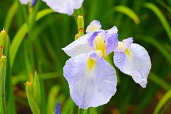 菖蒲