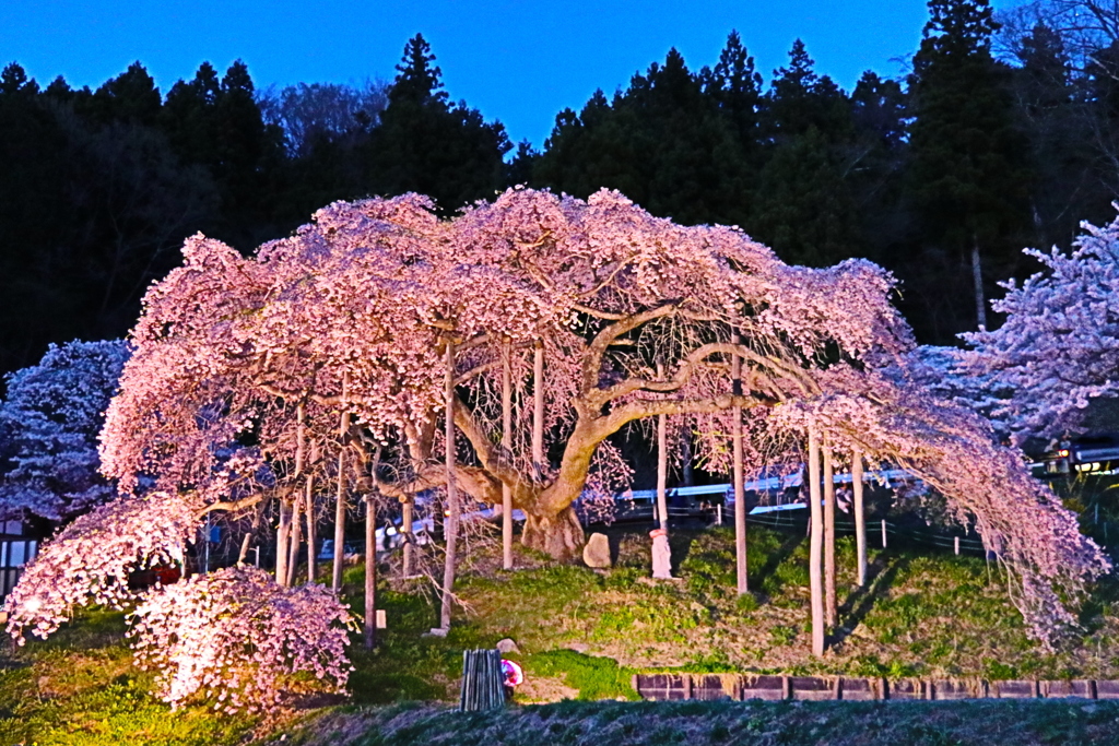 中島の地蔵桜