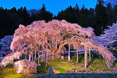 中島の地蔵桜