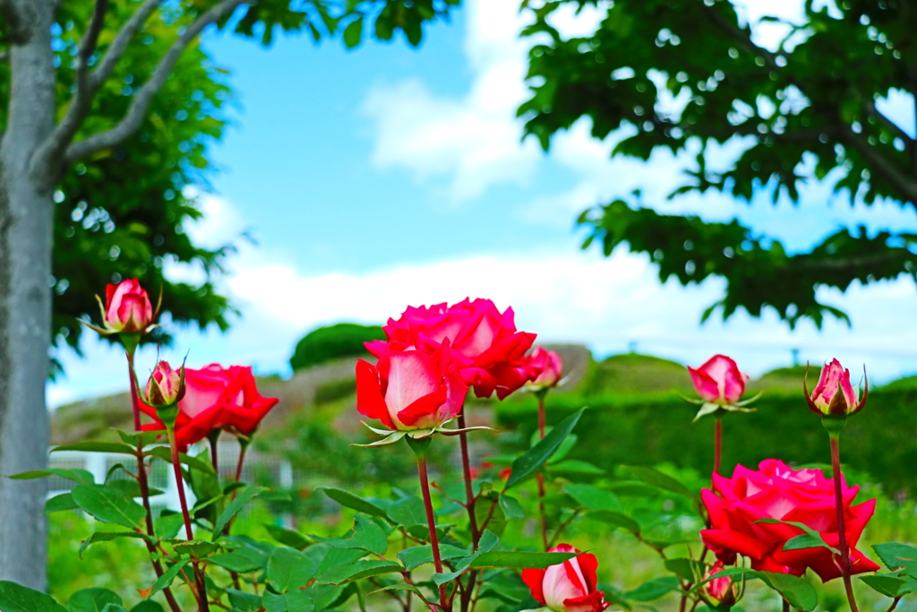 香るひととき…