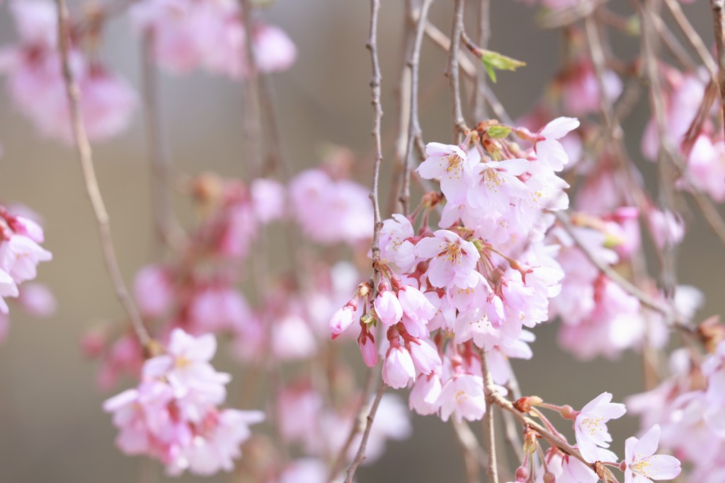 桜咲く