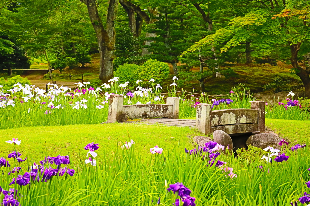 石橋から見る菖蒲