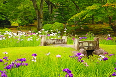 石橋から見る菖蒲