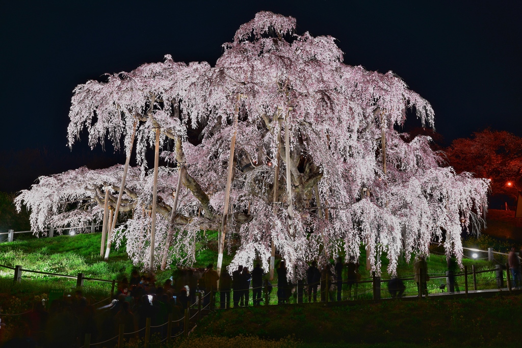 三春滝桜