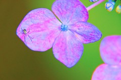 紫陽花とクモ
