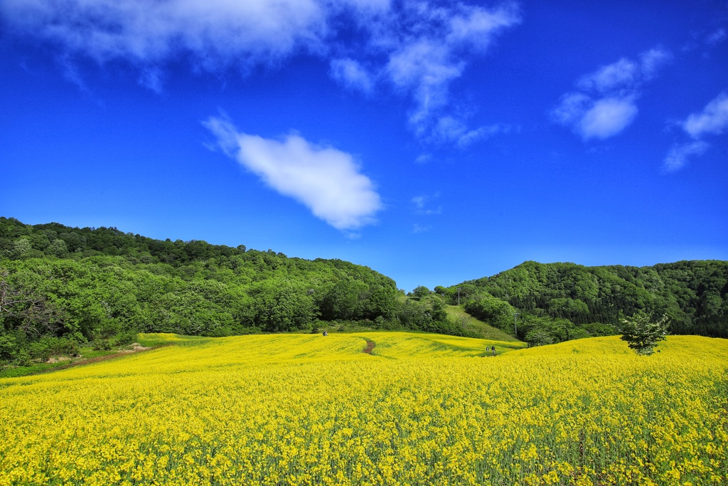 Ｂｌｕｅ  Ｓｋｙ