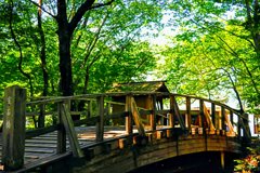 初夏の木漏れ日