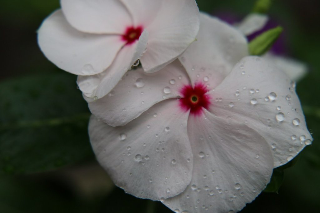 ｗｈｉｔｅ