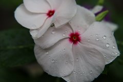 ｗｈｉｔｅ