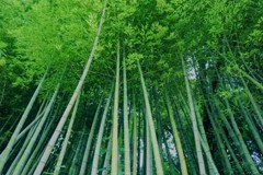 竹林