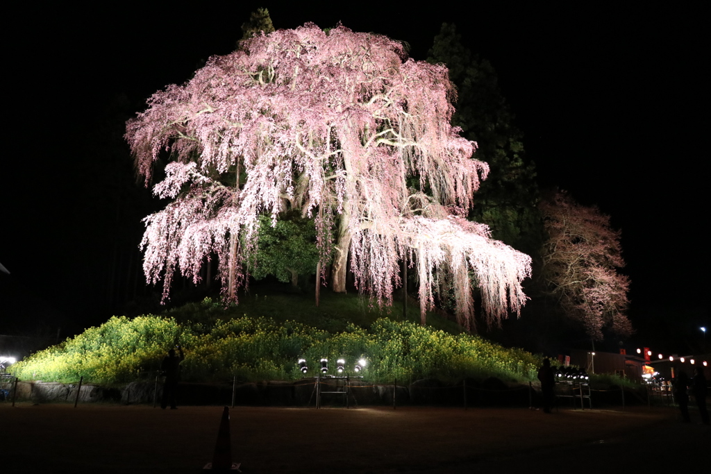 合戦場の垂れ桜