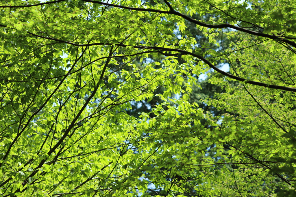 新緑の春