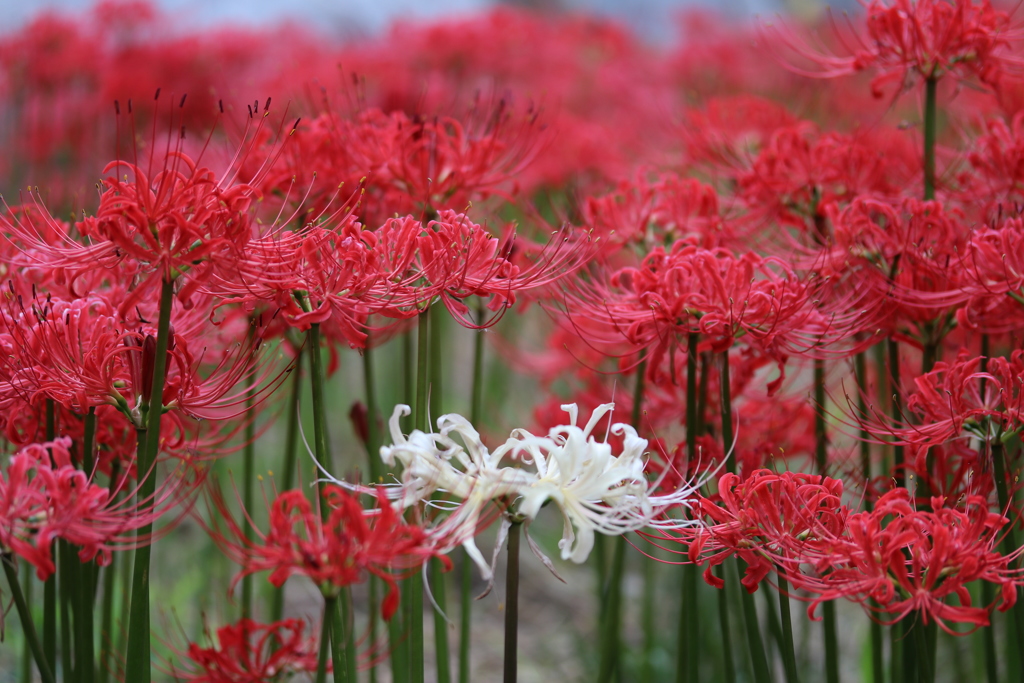 曼珠沙華