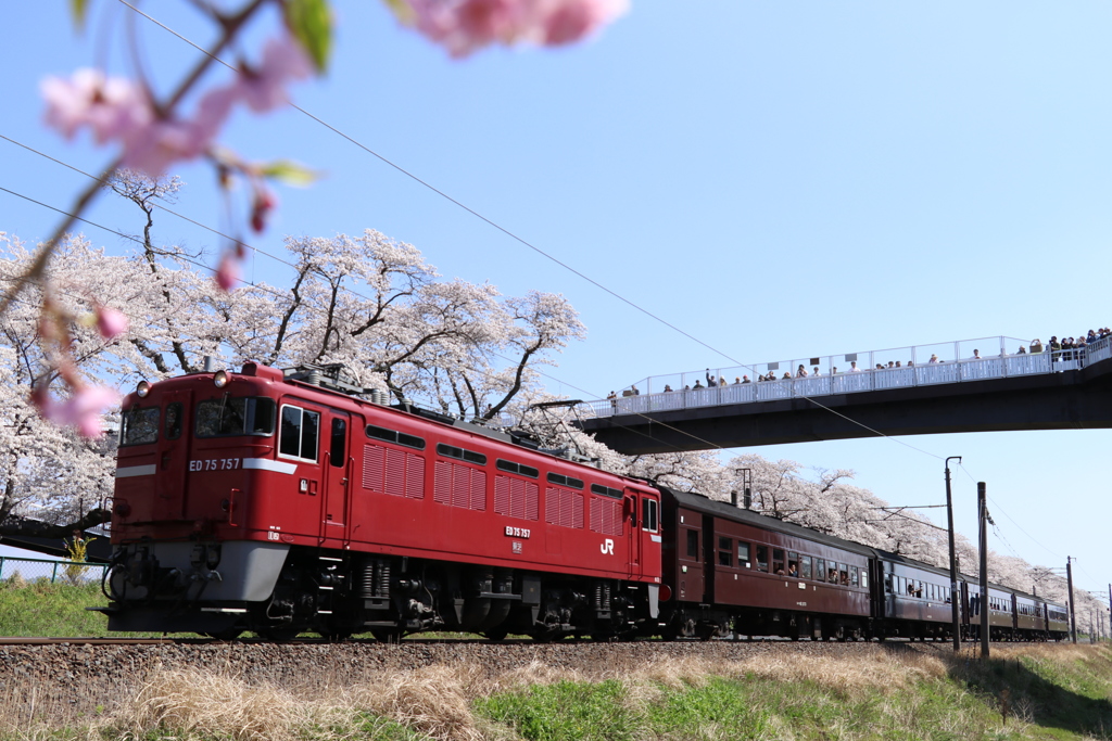 船岡  千本桜とレトロ号